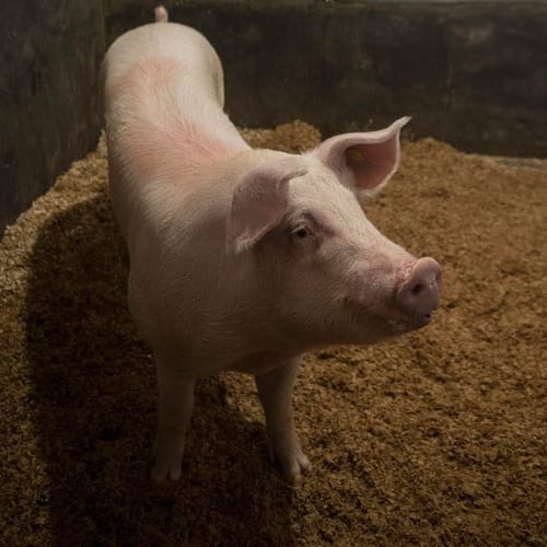 USP conclui clonagem de porco modificado para transplantes de órgãos