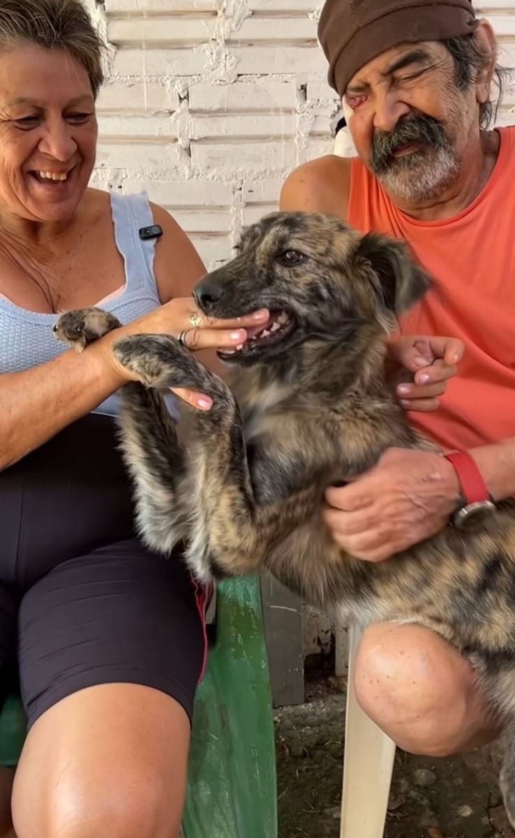 Cachorra que 'protegeu' Jesus na Paixão de Cristo sumiu na enchente do RS