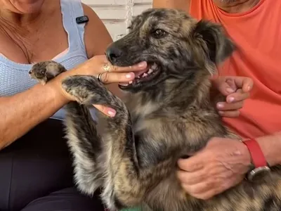 Cachorra que 'protegeu' Jesus na Paixão de Cristo sumiu na enchente do RS