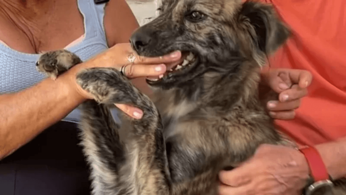 Cachorra que 'protegeu' Jesus na Paixão de Cristo ganha novo destino no RS