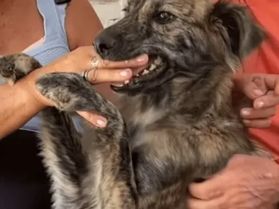 Cachorra que 'protegeu' Jesus na Paixão de Cristo ganha novo destino no RS