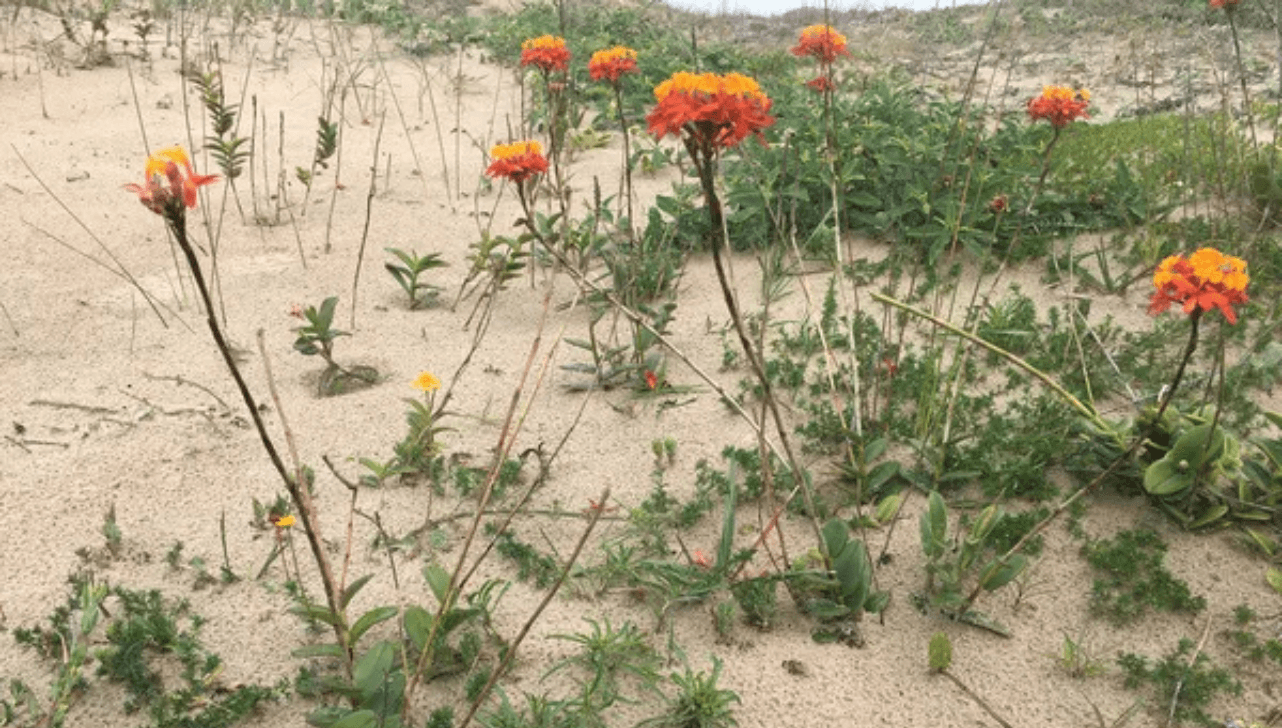 O estudo foca na Epidendrum fulgens