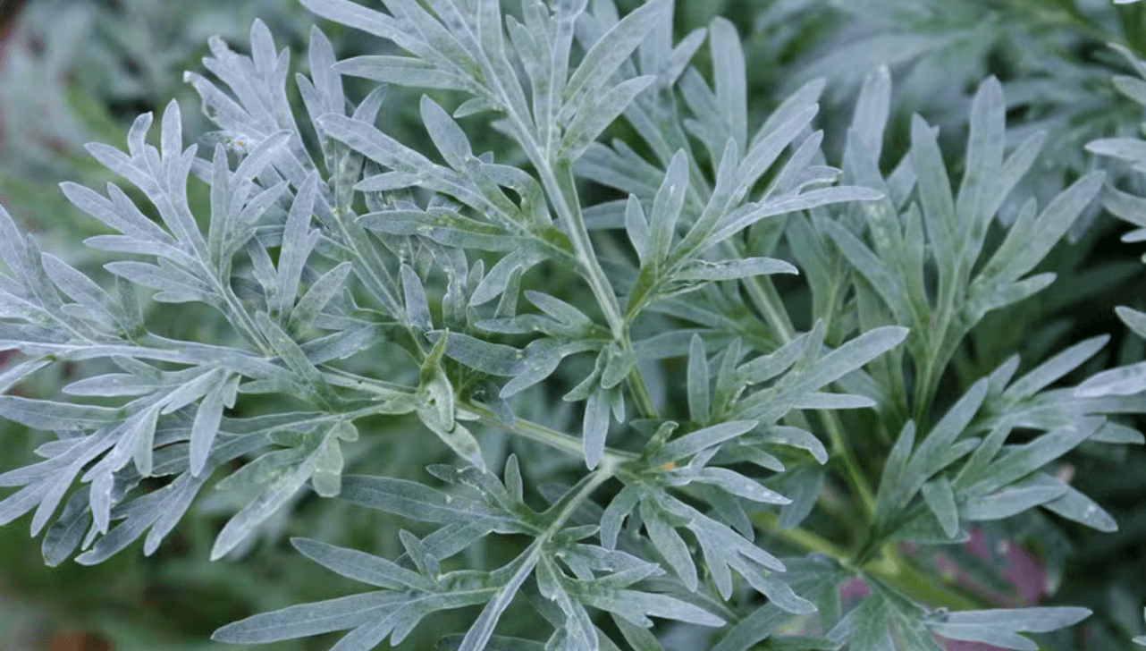 Artemísia é uma planta milenar de origem chinesa