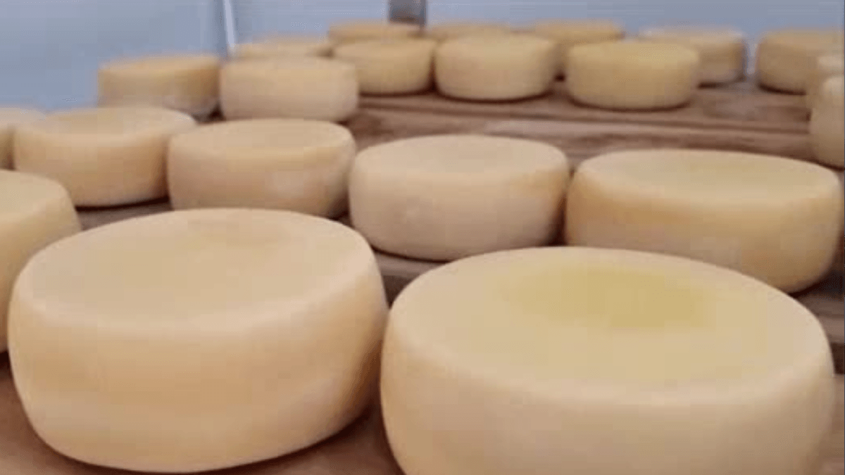 Festival do queijo artesanal em BH reúne produtores de 16 regiões