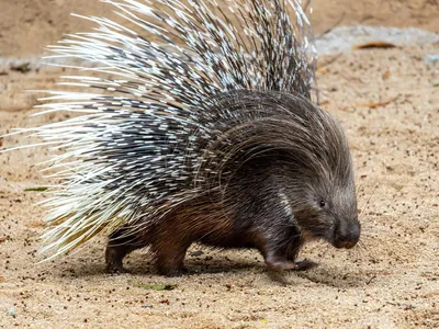 Zoo de São Paulo recebe espécie inédita de porco-espinho africano