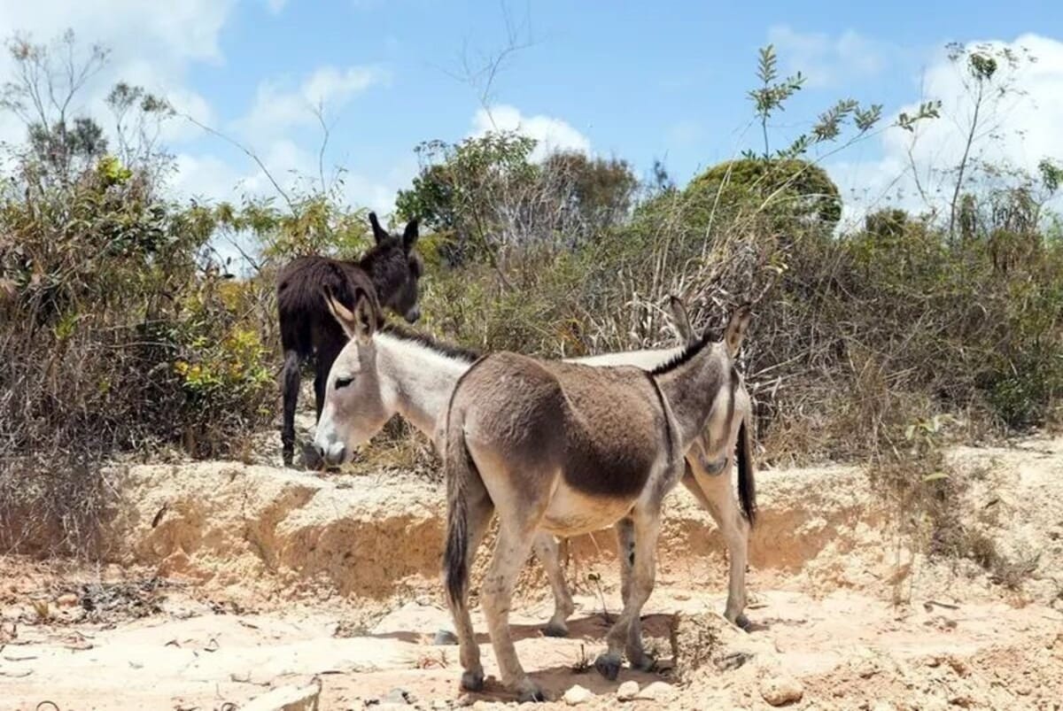 Justiça Federal suspende abate de jumentos em frigoríficos da Bahia