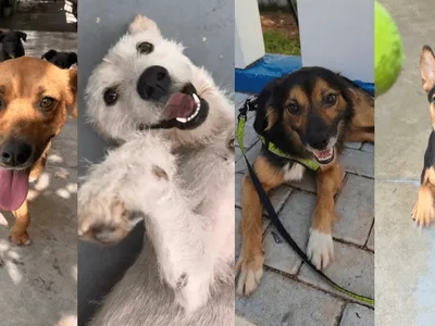 Valinhos promove feira de adoção de cães adultos neste sábado (18)