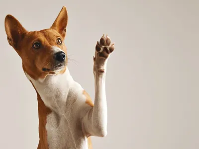 Pai e mãe de pet: tutores focam em longevidade e faz mercado crescer 12%