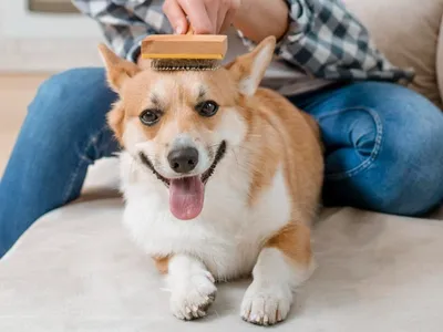 Queda de pelos nos pets: quando é natural e quando merece atenção?