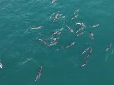 Golfinhos são avistados no mar de Ipanema nesta quinta-feira