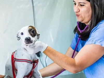 Paulínia abre inscrições para programa de castrações de cães e gatos