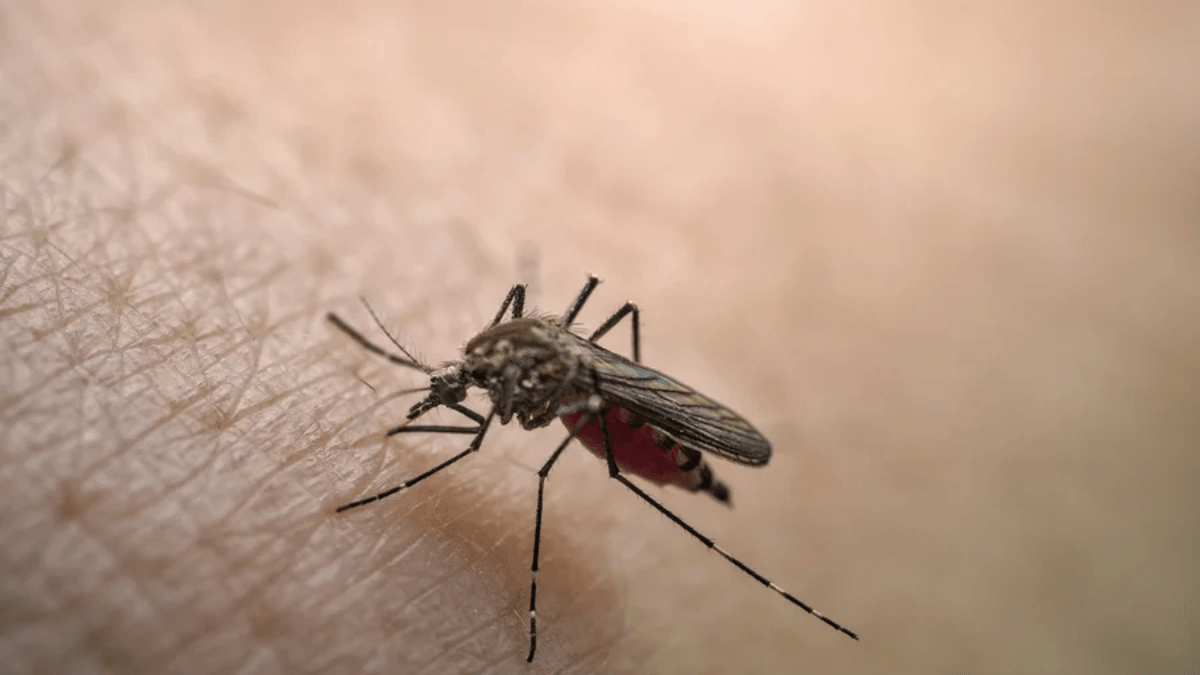 Vale do Paraíba registra 1ª morte por febre amarela em 2026, em Cunha
