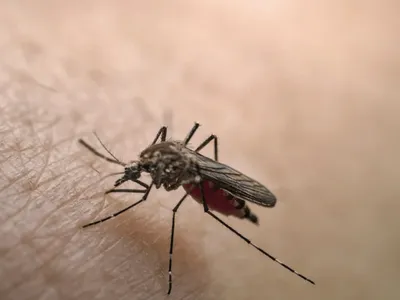 Vale do Paraíba registra 1ª morte por febre amarela em 2026, em Cunha