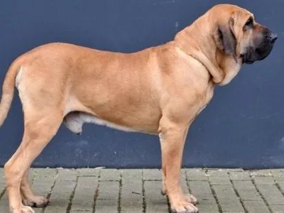 Genética do Fila Brasileiro e Fox Paulistinha questiona a "raça pura"