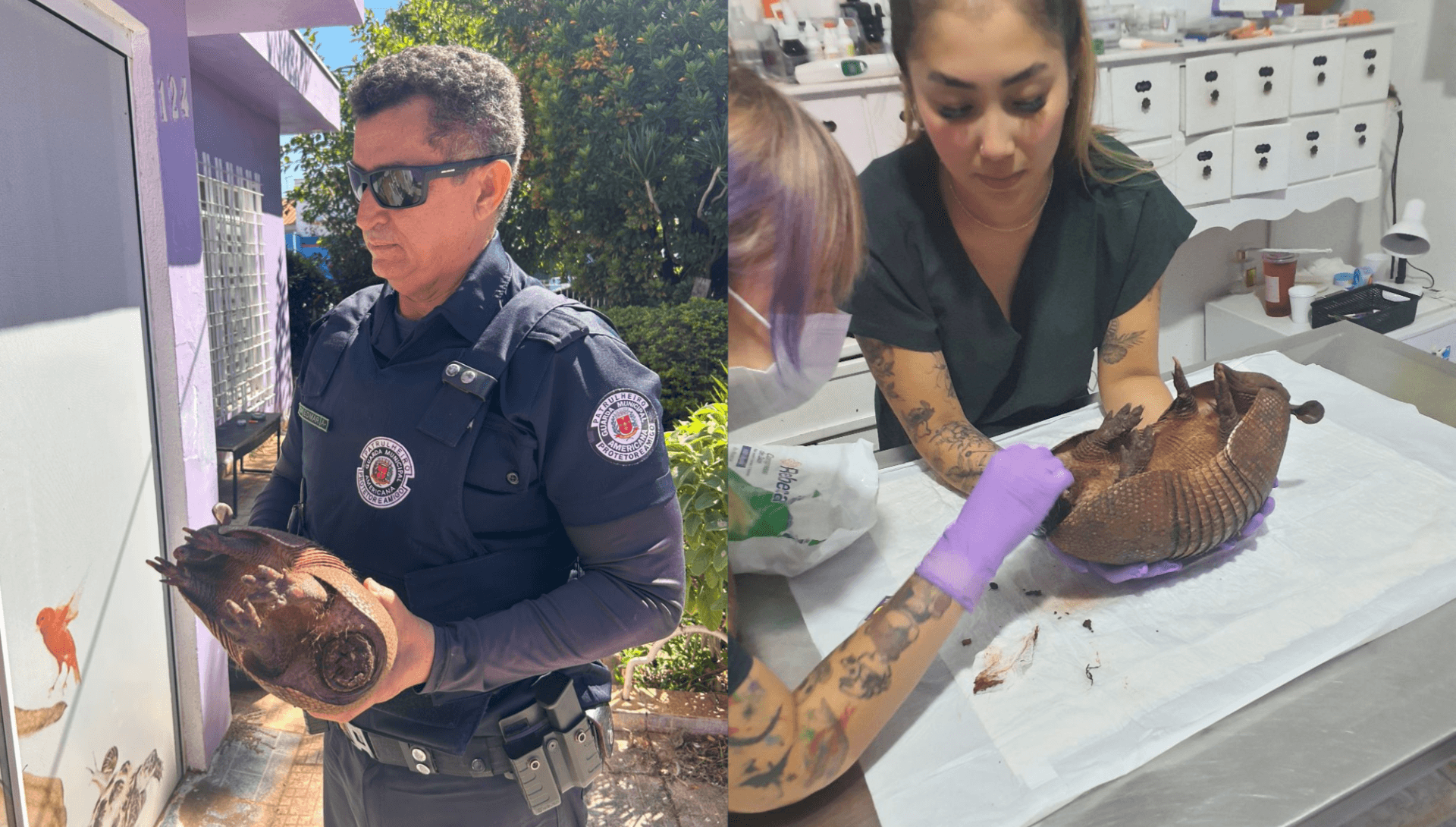 Guarda de Americana resgata tatu com lesões na carapaça e sem a cauda