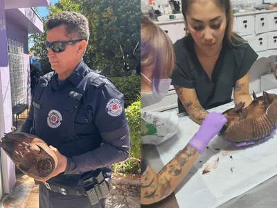 Guarda de Americana resgata tatu com lesões na carapaça e sem a cauda