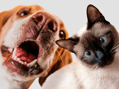 Conheça as novas regras para guarda compartilhada de pets após nova lei