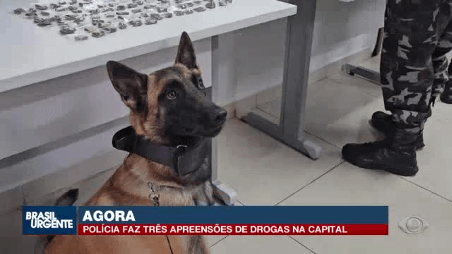 Cachorra da PM ajuda a encontrar drogas e homem é preso em Curitiba