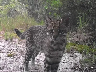 Gato-do-mato-pequeno é flagrado em área urbana de Porto Alegre (RS)