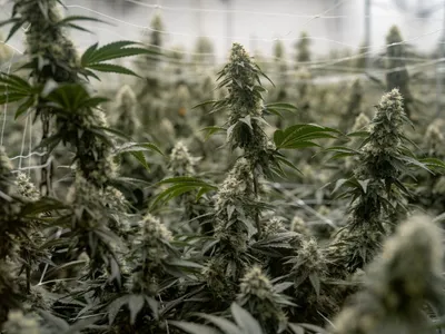 Uso de maconha na adolescência eleva risco de transtornos mentais