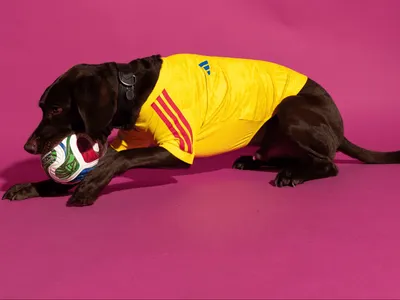 Adidas lança coleção de camisas das seleções da Copa do Mundo para cães