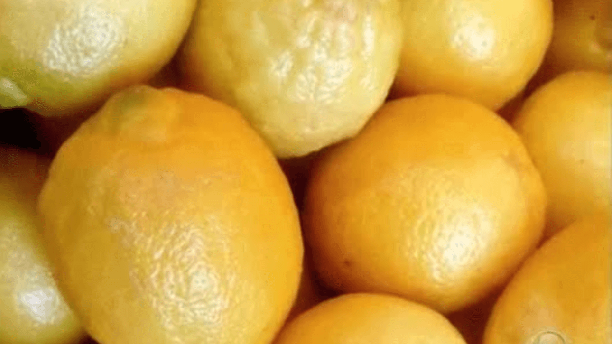 Limão Yuzu: conheça a fruta japonesa que Santa Catarina começa a testar