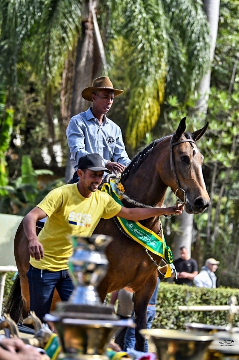 Cavalo Mangalarga estreia na Agrishow e reforça produtividade no campo