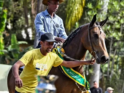 Cavalo Mangalarga estreia na Agrishow e reforça produtividade no campo