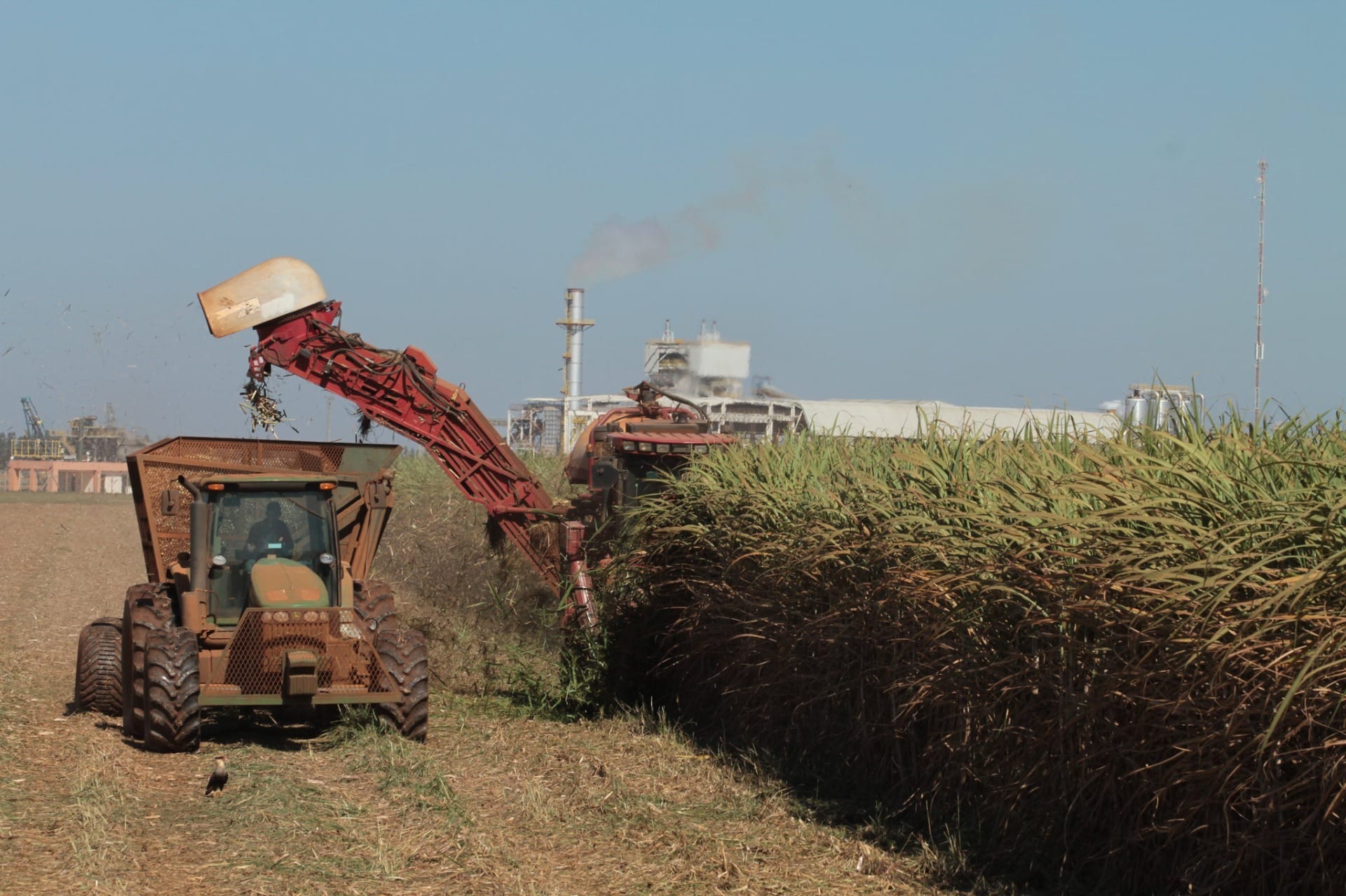 Produção de cana deve atingir 709 milhões de toneladas na safra 2026/27
