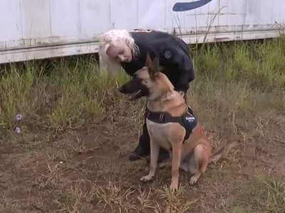 Cão perito da polícia do PR fareja sangue invisível em cenas de crime