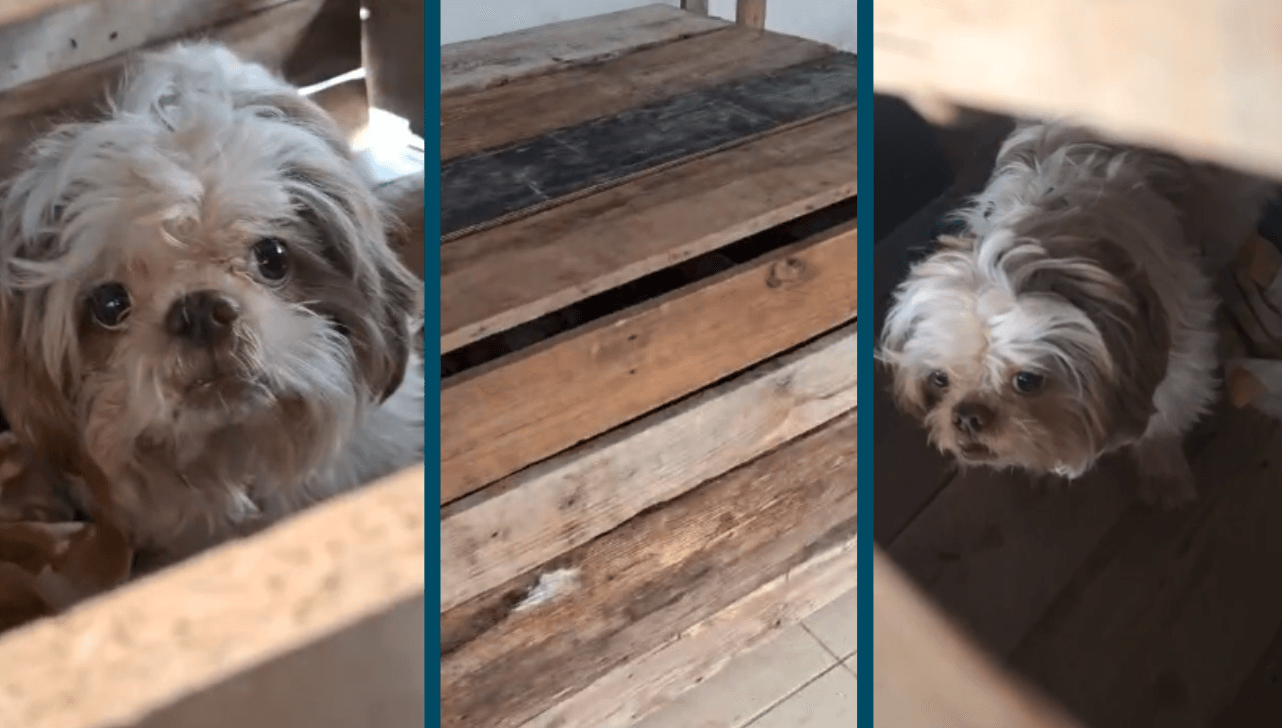Capivari: mulher é presa por maus tratos após manter cão preso e abandonado