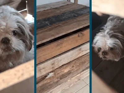 Capivari: mulher é presa por maus-tratos após manter cão preso e abandonado