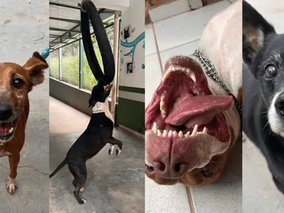 Bem Estar Animal de Valinhos realiza adoção de cães e gatos