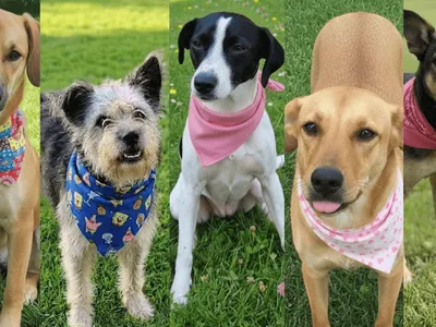 Campinas realiza feira de adoção de cães neste domingo (3)