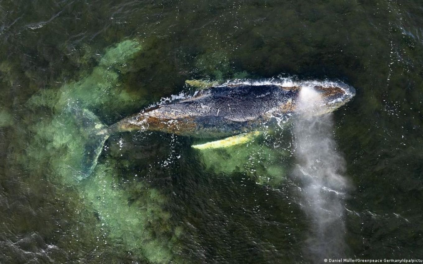 A baleia em águas rasas na Baia de Wismar, onde o animal permaneceu por semanas | Crédito: Daniel Müller/Greenpeace Germany/dpa/picture alliance/DW