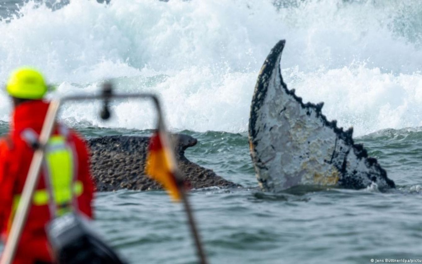 Registro da baleia durante seu primeiro encalhe na costa alemã em 23 de março, na praia de Timmendorfer, que lhe rendeu o apelido "Timmy" | Crédito: Jens Büttner/dpa/picture alliance/DW