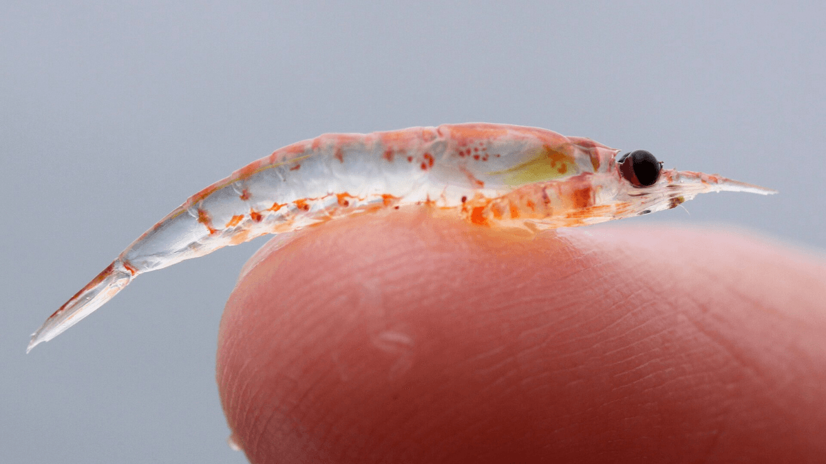 Camarão Krill: pequeno e nutritivo. Sophie Webb: Wikimedia.
