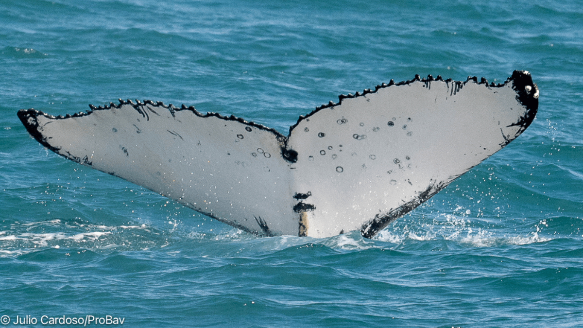 Baleia à vista: época de avistamento de baleia no litoral norte vai começar