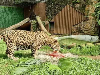 Onça-pintada morre no Parque Ecológico de Americana aos 21 anos