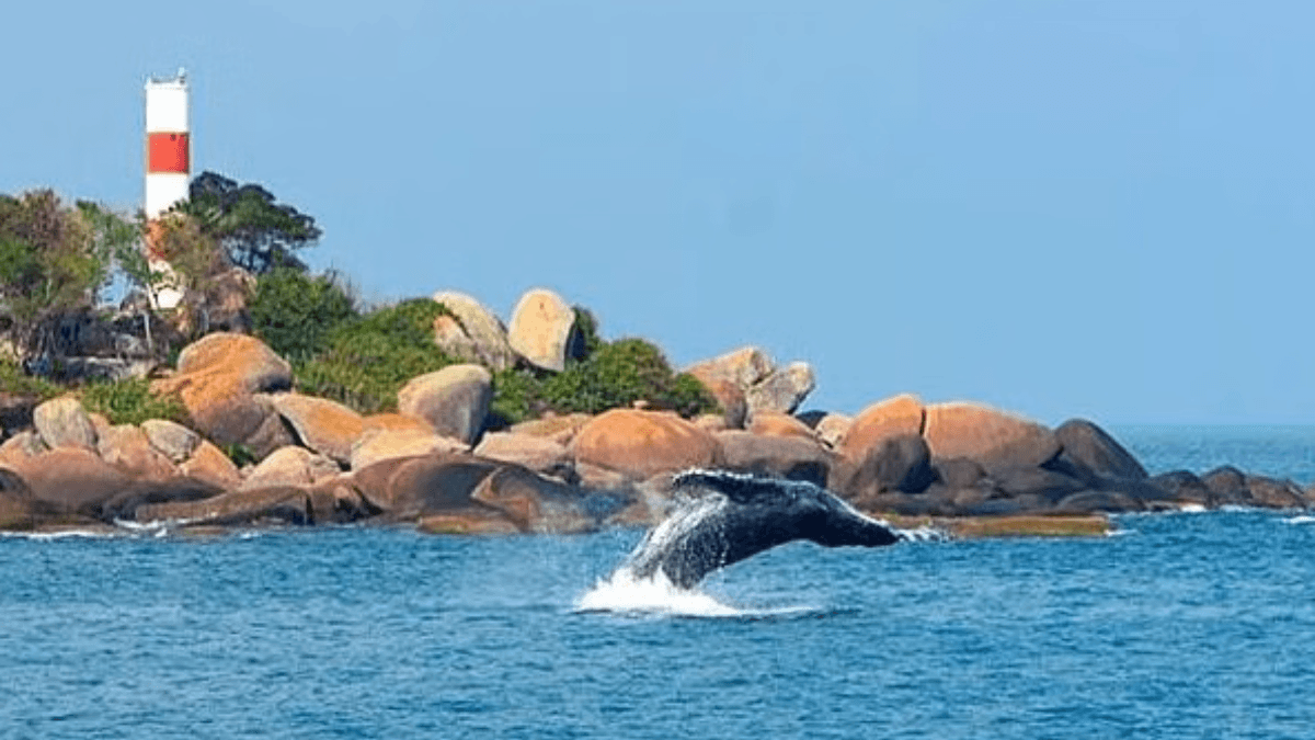 Da caça ao turismo: observação de baleias movimenta litoral norte de SP