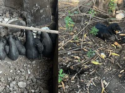 Maus-tratos: Polícia Ambiental resgata 29 porquinhos em Guaratinguetá