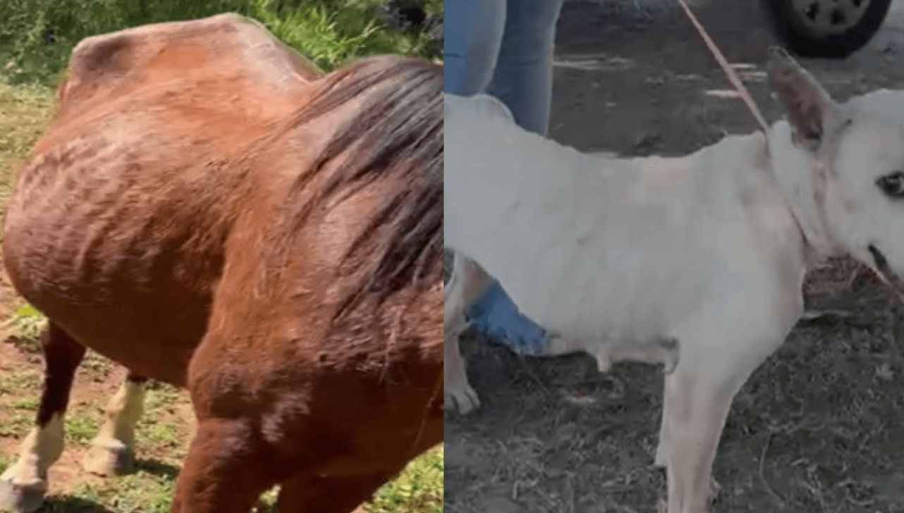 Mulher é presa por maus-tratos e abandono de cão e cavalo em Capivari