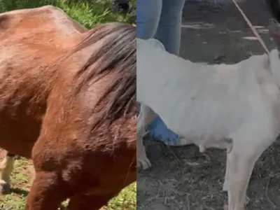 Mulher é presa por maus-tratos e abandono de cão e cavalo em Capivari