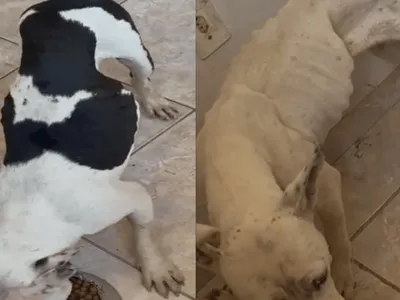 Homem é preso após manter dois pitbulls em situação de abandono em Capivari