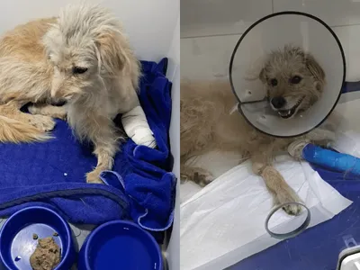 Defesa Animal de Pindamonhangaba atua em caso de maus-tratos