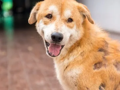 Dermatites são os segundo maior problema dos cães no Brasil