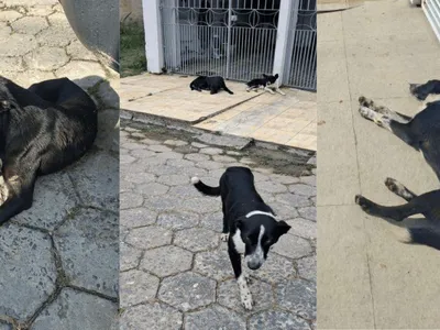 Maus tratos: três cães em estado de abandono são resgatados em Aparecida