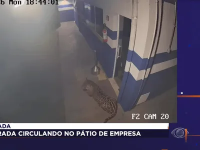 Onça é flagrada em pátio de empresa no norte do Paraná