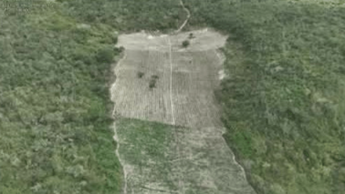 Plantação de 200 mil pés de maconha é destruída em operação na Bahia