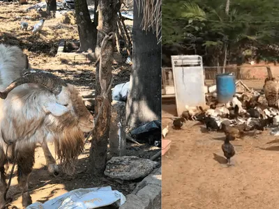Polícia Civil resgata 67 animais em condições de maus-tratos em Salto